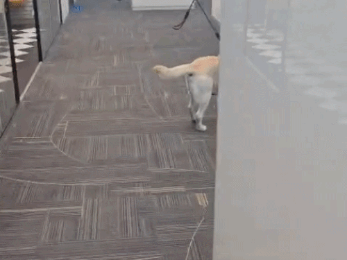 Sniffer dog & bomb squad team inspecting building