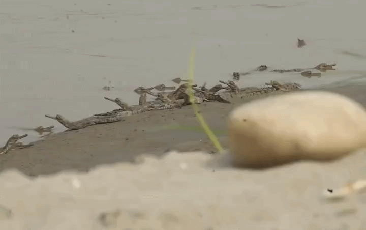 वाल्मीकि टाइगर रिजर्व के पास गंडक नदी के किनारे मौजूद घड़ियाल के बच्चे।
