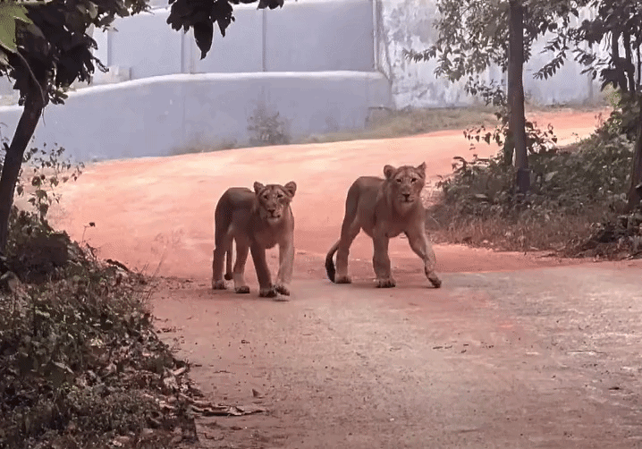 राजगीर जू सफारी से दो मादा शेर को पटना जू लाया गया है।