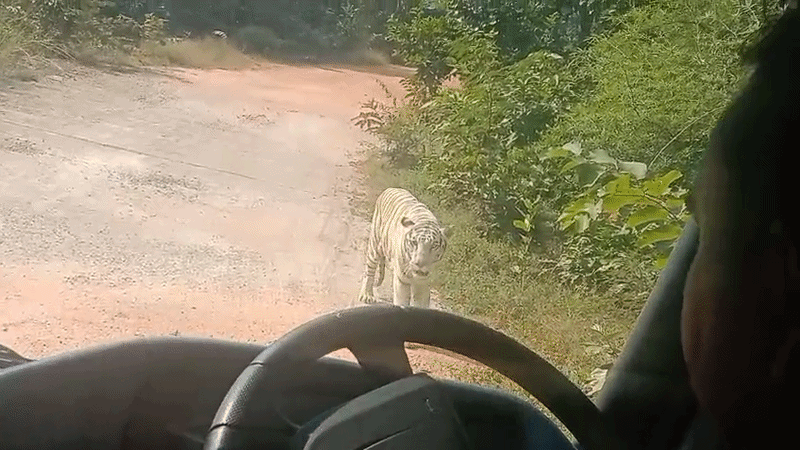 राजगीर जू सफारी में आप शेर और बाघ जैसे जंगली जानवरों को खुला घूमते देख सकते हैं।