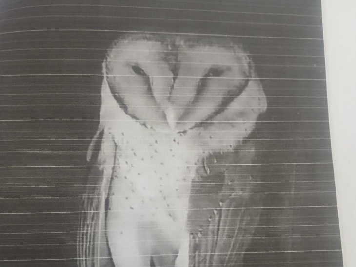 उल्लू की तस्वीर,जिसके नाम पर रामली और उसकी गैंग के लोगों ने विक्रम से 6 लाख रुपए ठगे।