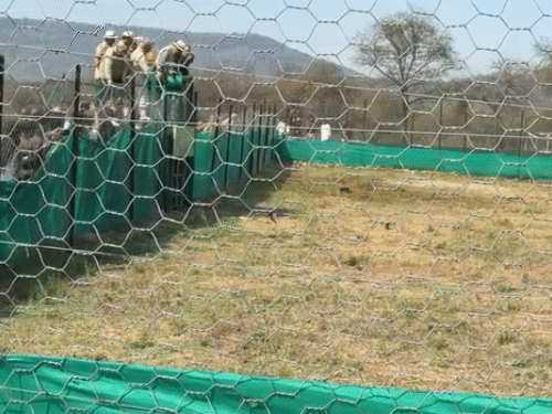 पिंजरे से निकलते ही चीते ने दौड़ लगा दी।