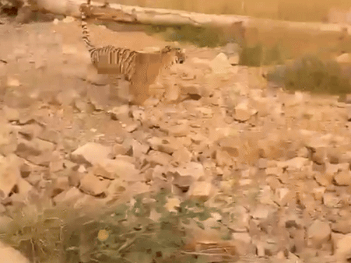 होली के फेस्टिवल सीजन में बड़ी संख्या पर्यटक टाइगर सफारी आए हैं।