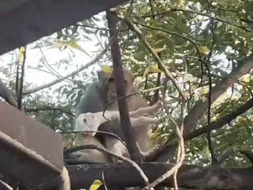 एक घंटे तक पेड़ पर बंदर को दुलार करता रहा।
