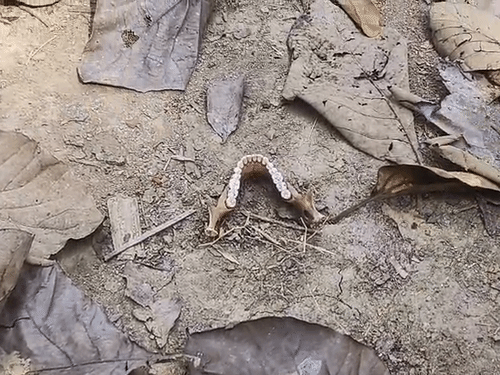 जंगल में महिला का जबड़ा मिला, इससे 15 फीट दूर खोपड़ी और रीढ़ की हड्‌डी मिली।