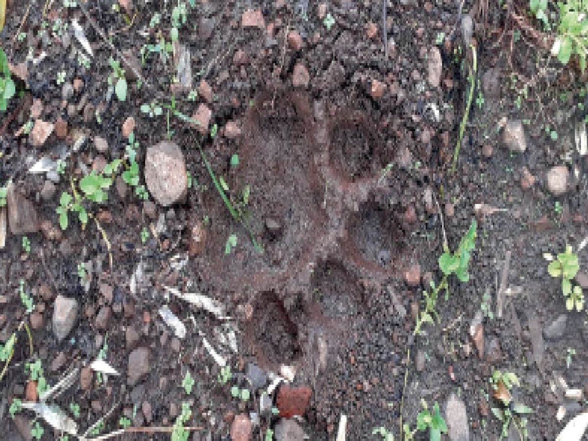 इस तरह मिले हैं बाघों के पगमार्क।