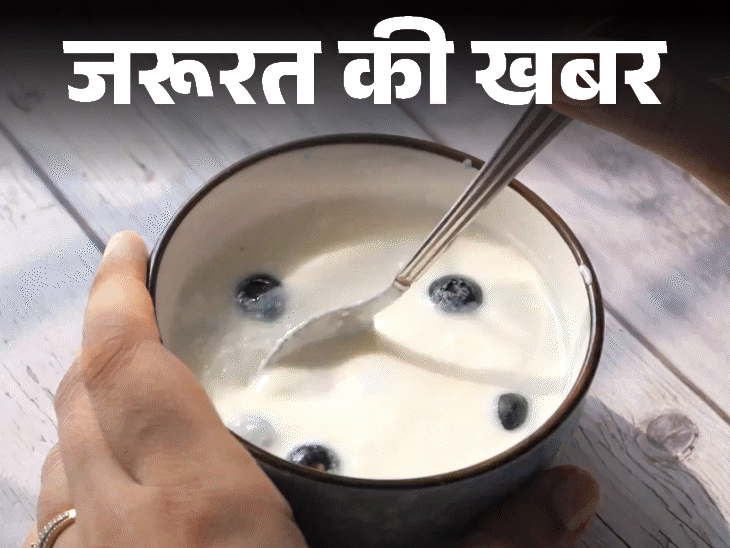 इम्यूनिटी बढ़ाए, इंफ्लेमेशन कम करे, 12 हेल्थ बेनिफिट्स, जानें किसे नहीं खाना चाहिए|लाइफस्टाइल,Lifestyle - Dainik Bhaskar