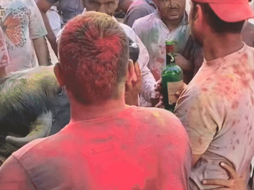 भैंसे के मुंह में शराब की बोतल डालता युवक।