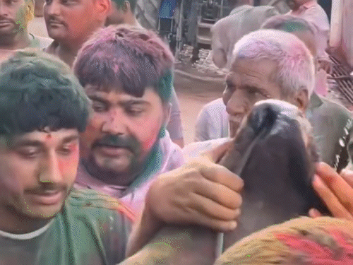 होली के दौरान भैंसा बुग्गी पर सवार लोग।