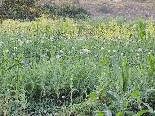 पुलिस के मुताबिक 2 एकड़ जमीन में अफीम की खेती की जा रही थी।