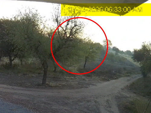 सुबह करीब 6.33 मिनट पर जैसे ही भूकंप आया पेड़ों पर बैठे पक्षी भी उड़ गए। - Dainik Bhaskar