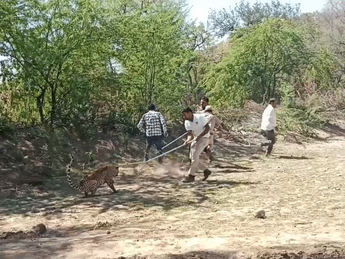 लेपर्ड के गुर्राने पर वन विभाग की टीम पीछे हट गई।