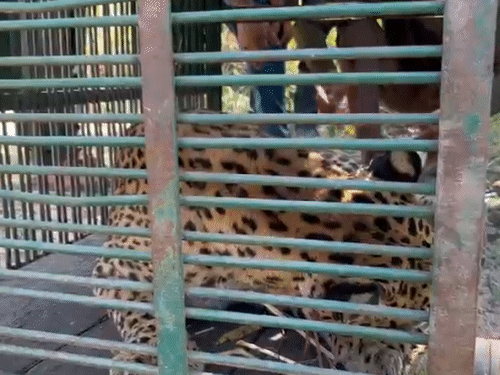 वन विभाग की टीम ने मादा लेपर्ड को नाहरगढ़ बायोलॉजिकल पार्क के रेस्क्यू सेंटर भेजा है। जहां उसका इलाज किया जाएगा।