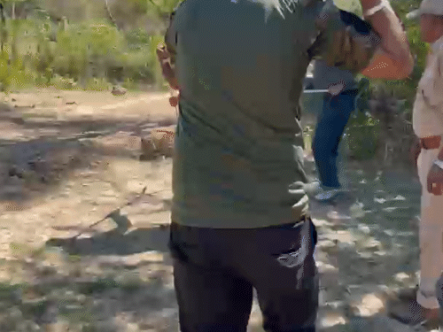 वन विभाग की टीम जब लेपर्ड के पास रेस्क्यू करने पहुंची तो उसने हमला करने की कोशिश की।