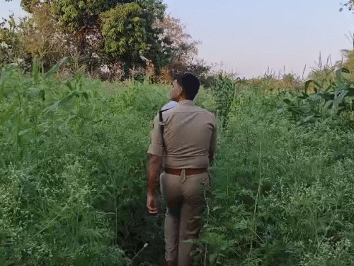 भाजपा नेता के 2 एकड़ खेत में अफीम की खेती:  दुर्ग में पुलिस ने मारी रेड, करोड़ों में कीमत, नेता बोले- जानकारी नहीं – Chhattisgarh News