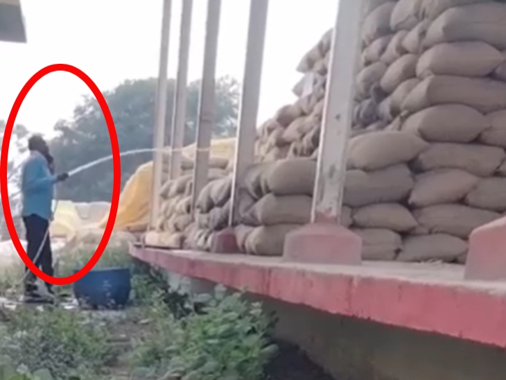 इस पूरे विवाद की शुरुआत एक वायरल वीडियो से हुई। जिसमें दिन के समय एक कर्मचारी धान के बोरों पर मोटर पंप और पाइप के सहारे पानी डालता हुआ दिखाई दिया। - Dainik Bhaskar