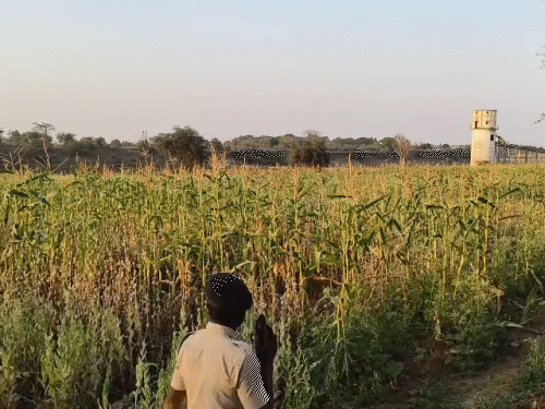 समोदा गांव में किसी संदिग्ध ने खेत अफीम उगाया। अभी नाम सामने नहीं आया है।