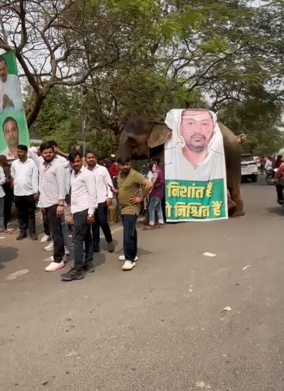 हाथी पर निशांत कुमार का पोस्टर लगाया गया था।
