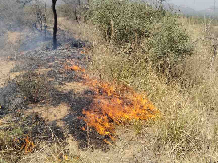 आग लगने से पहाड़ी क्षेत्र की झाड़ियां और छोटे पौधे जल गए।
