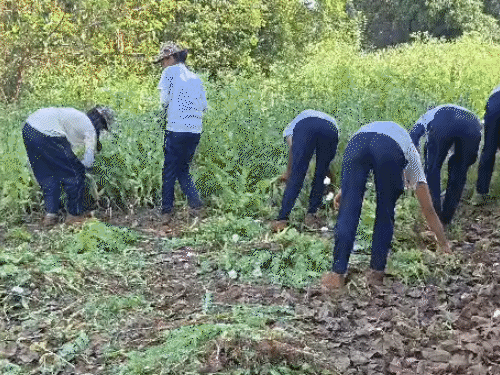 खेत से अब तक 65 हजार किलो अफीम जब्त किया गया है।