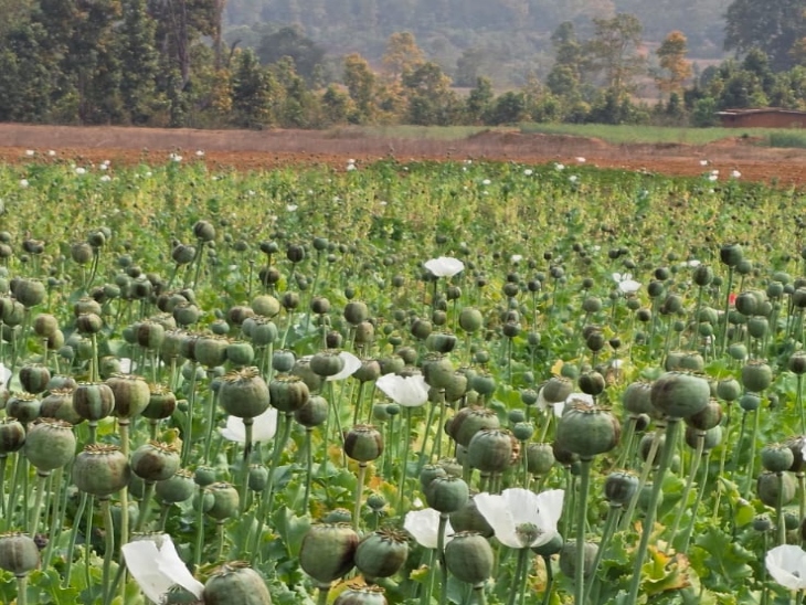 समोदा गांव में अवैध तरीके से पिछले करीब 5 साल से अफीम की खेती की जा रही थी।