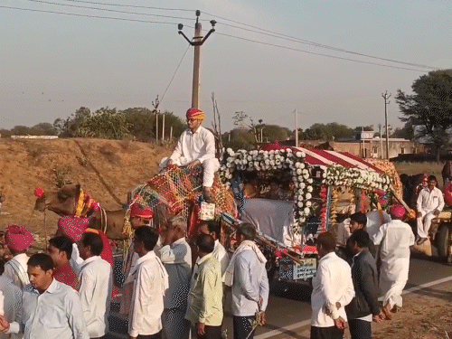 बारात के लिए ऊंटगाड़ियों को विशेष रूप से सजाया गया।