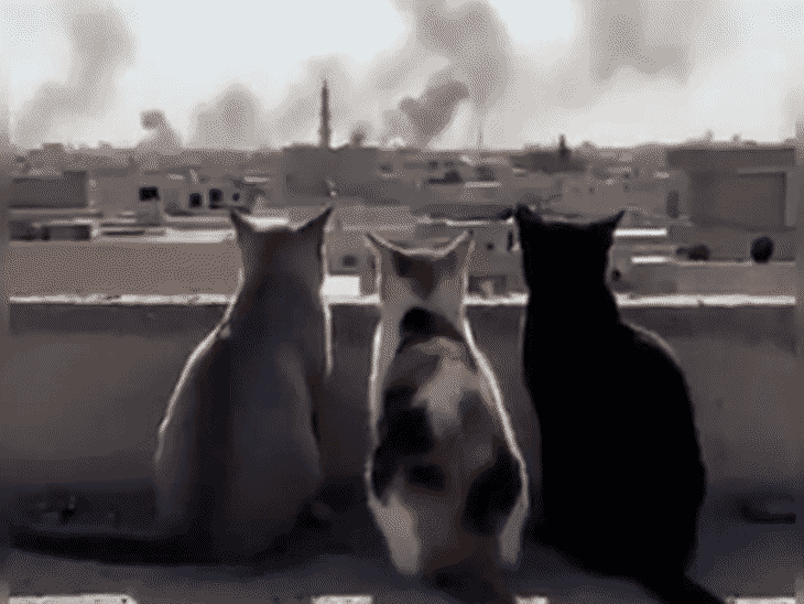 ईरान में धमाकों से सहमी बिल्लियां। यह फुटेज सोशल मीडिया पर वायरल है।