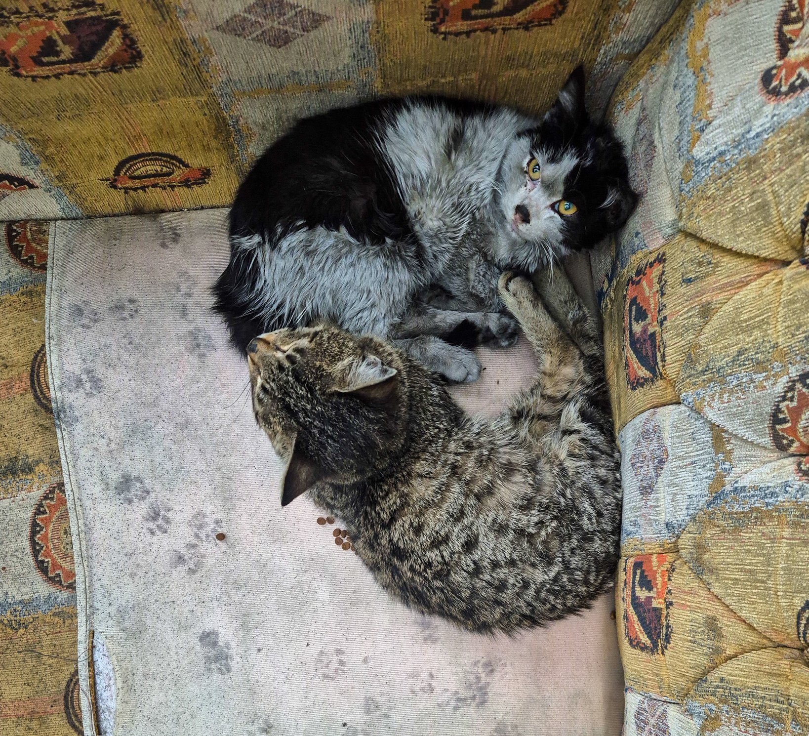 दुबई में रेस्क्यू की गई 2 बिल्लियां। दुबई म्युनिसिपैलिटी ने आवारा जानवरों की मदद के लिए “एहसान स्टेशन” नाम की पहल शुरू की है।