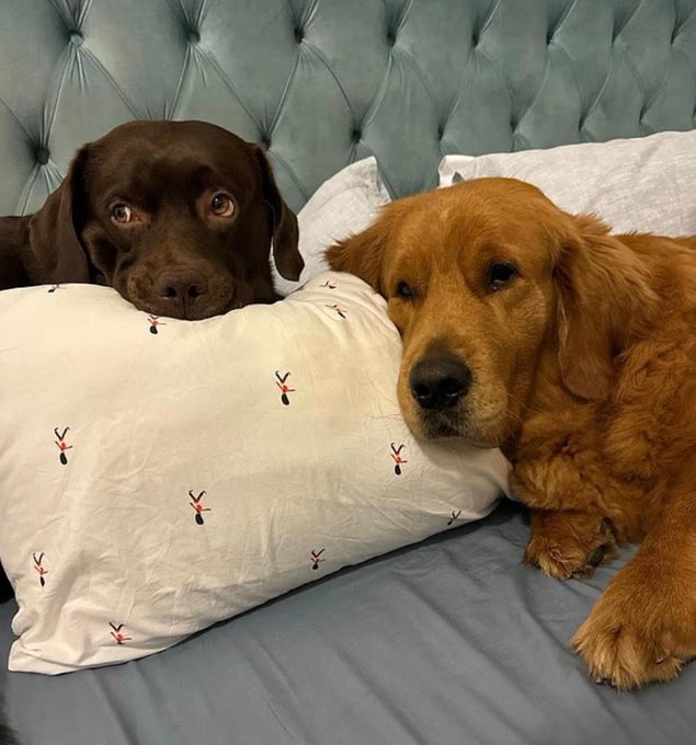 दुबई छोड़ते समय एक ब्रिटिश परिवार ने दो कुत्तों को पशु कल्याण समिति को सौंप दिया।