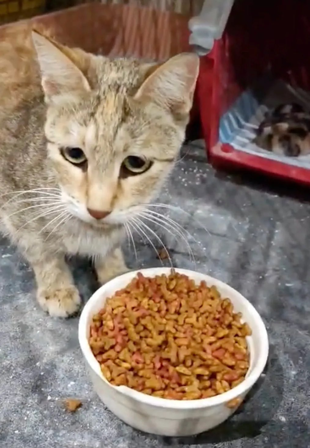 दुबई में करीब 2 मिलियन से ज्यादा पालतू जानवर हैं, जिनमें ज्यादातर बिल्लियां हैं (करीब 65%)। रेस्क्यू ग्रुप K9 दुबई ने सड़क पर भटक रही एक कैट को रेस्कयू किया।