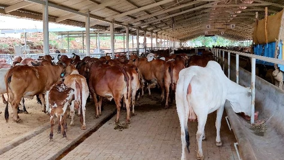 इस पॉलिसी में बेसहारा गायों के लिए गोशालाओं की सुविधाओं में बढ़ोतरी का प्रावधान होगा। (फाइल फोटो)