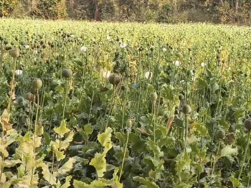 बलरामपुर त्रिपुरी के सरनाटोली गांव में मिली अफीम की फसल।