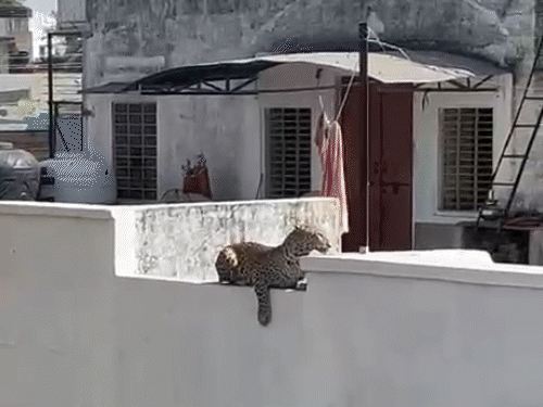 छत पर कुछ देर बैठे रहने के बाद लेपर्ड दूसरे घर की ओर उतर गया।
