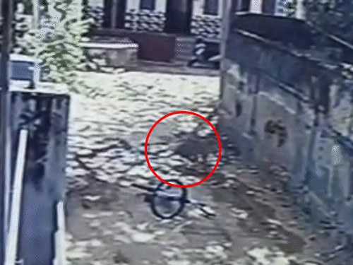 लेपर्ड सुबह करीब 11 बजे छलांग लगाकर दीवार से छत पर चढ़ा।