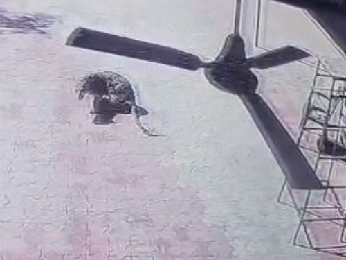 घर के आंगन में लेपर्ड कुछ इस तरह घूमता रहा।