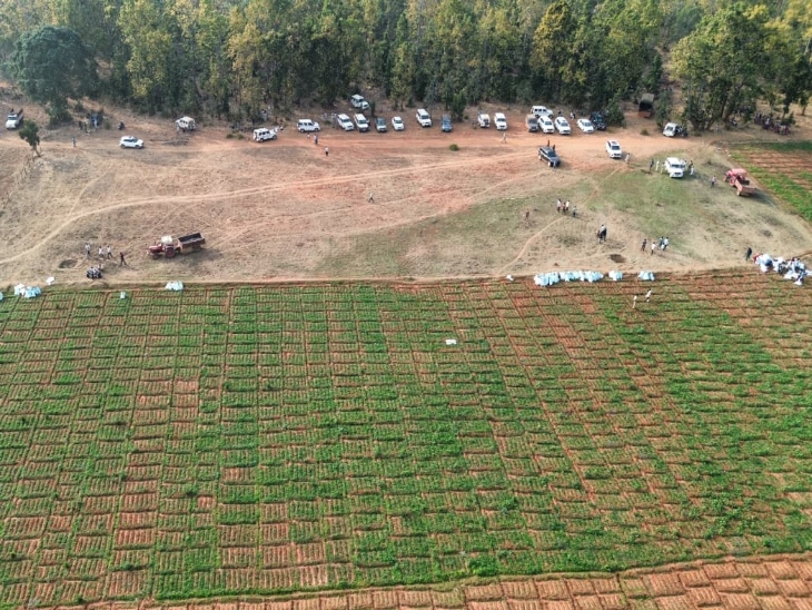 इस पूरी अफीम की फसल को उखड़वा दिया गया है।