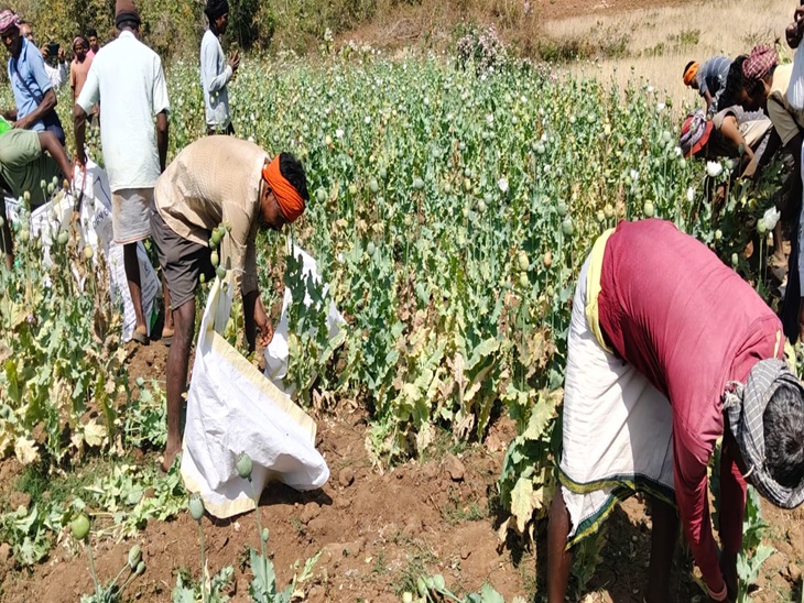प्रशासन ने मजिस्ट्रेट की उपस्थिति में उखड़वाया अफीम
