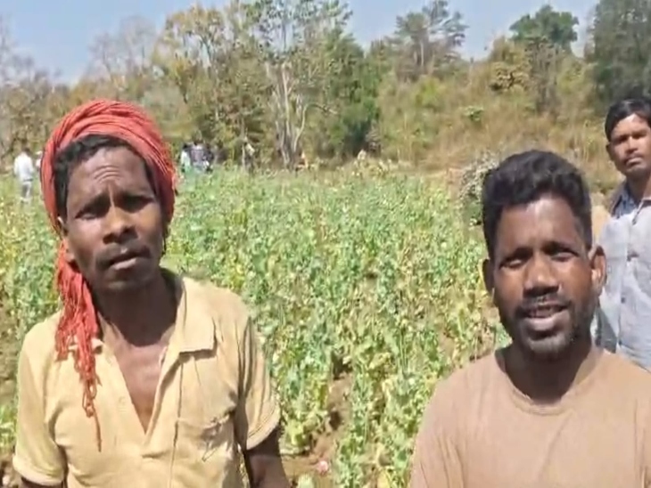 इन दोनों ग्रामीणों को झारखंड के व्यक्ति ने मसाले की खेती बताकर अफीम उगवाई थी।
