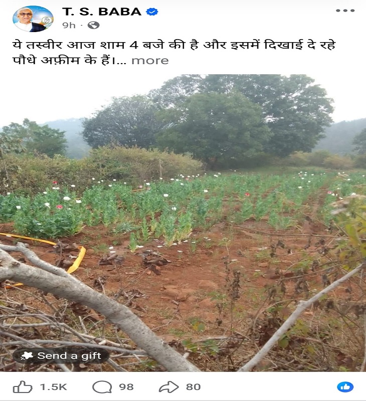 टीएस सिंहदेव ने भी सोशल मीडिया पर पोस्ट कर अफीम की खेती की जानकारी दी है।