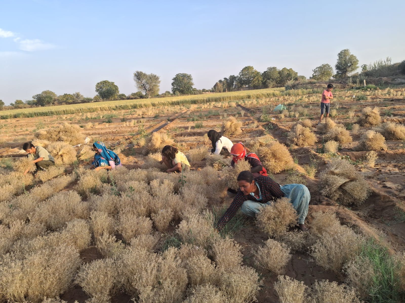 Mathaniya Mathania Jeera Harvest: Farmers & Family Work Amid Weather Concerns