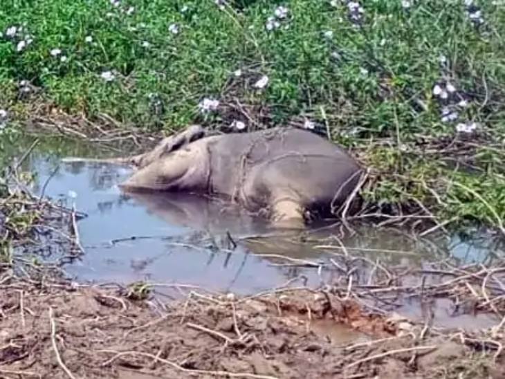 रायगढ़ में दो दिन पहले दो हाथियों की हुई थी मौत।