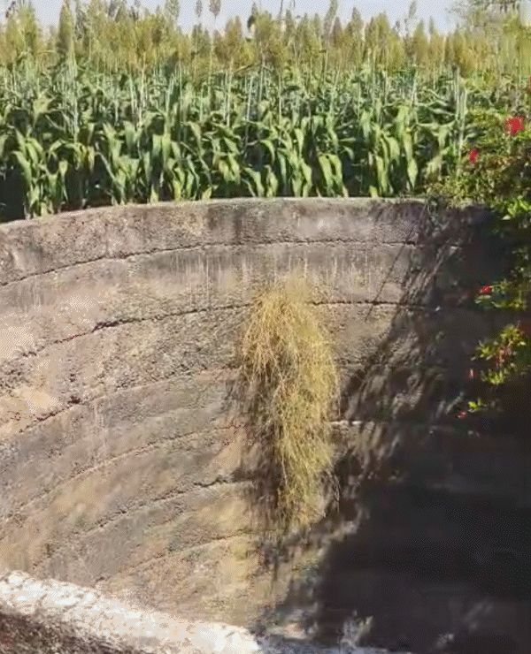 30 फीट गहरे कुएं में 11 फीट तक पानी भरा है।