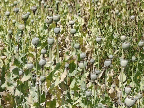 Chhattisgarh Collector Warns Patwari on Opium Farming; Village Inspection Mandated