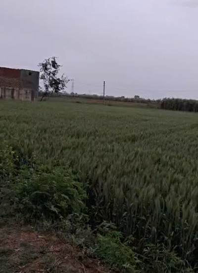 मेरठ में भी तेज हवा के साथ बारिश हुई। किसानों को खेतों में खड़ी फसलों को नुकसान होने का डर सताने लगा है।