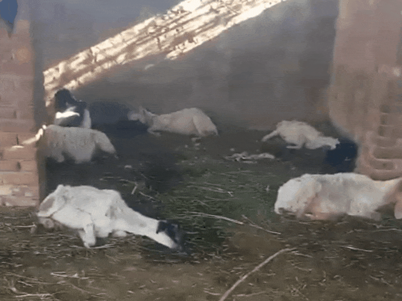 धर्मेंद्र के बारे में पड़े पशु।