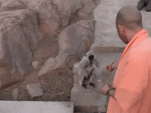 यूपी के मुख्यमंत्री योगी आदित्यनाथ ने जालोर के श्री सिरे मंदिर में दर्शन के दौरान लंगूरों को अपने हाथों से खाना खिलाकर सेवा की।