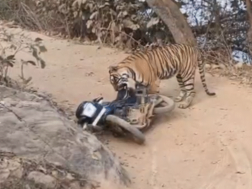 वनकर्मियों की बाइक के आसपास करीब 10 मिनट तक टाइगर घूमता रहा। बाइक को दबोचकर खींचा भी।