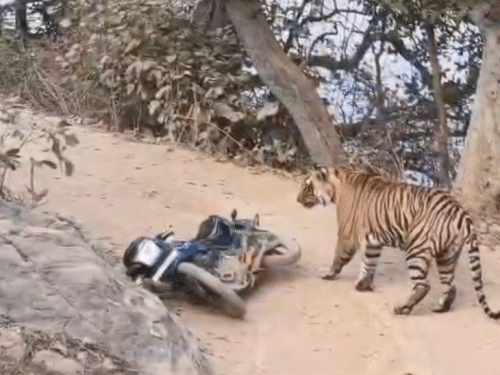 रणम्भौर टाइगर रिजर्व के ROPT रेंज में सुल्तानपुर नाके के पास गाड़ा डूब वन क्षेत्र में सोमवार सुबह करीब साढ़े नौ बजे वनकर्मियों के सामने अचानक टाइगर आ गया।