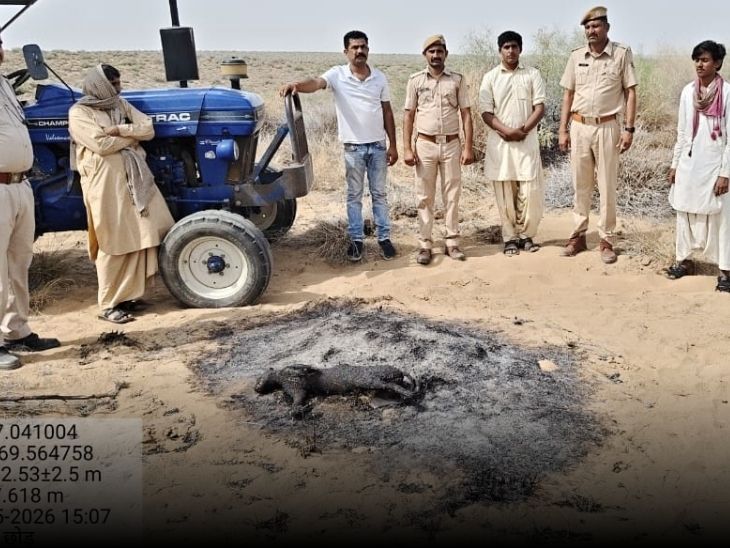 वन विभाग की टीम आरोपियों की निशानदेही पर मौके पर पहुंची और कैरेकल का शव बरामद किया।