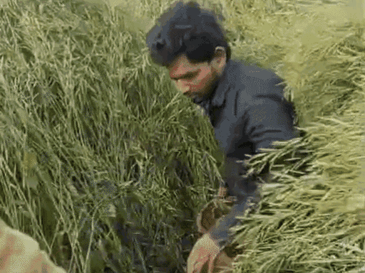 बाराबंकी में चोरों ने स्कूल से मिड-डे मील का सिलेंडर चुरा लिया। पुलिस ने इसे खेत से बरामद किया।